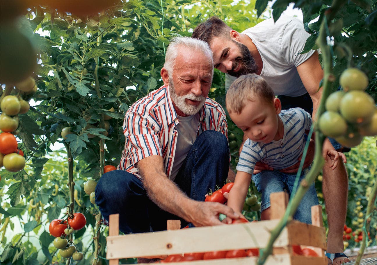 family picking vegetables in garden
